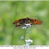 melitaea diamina male2